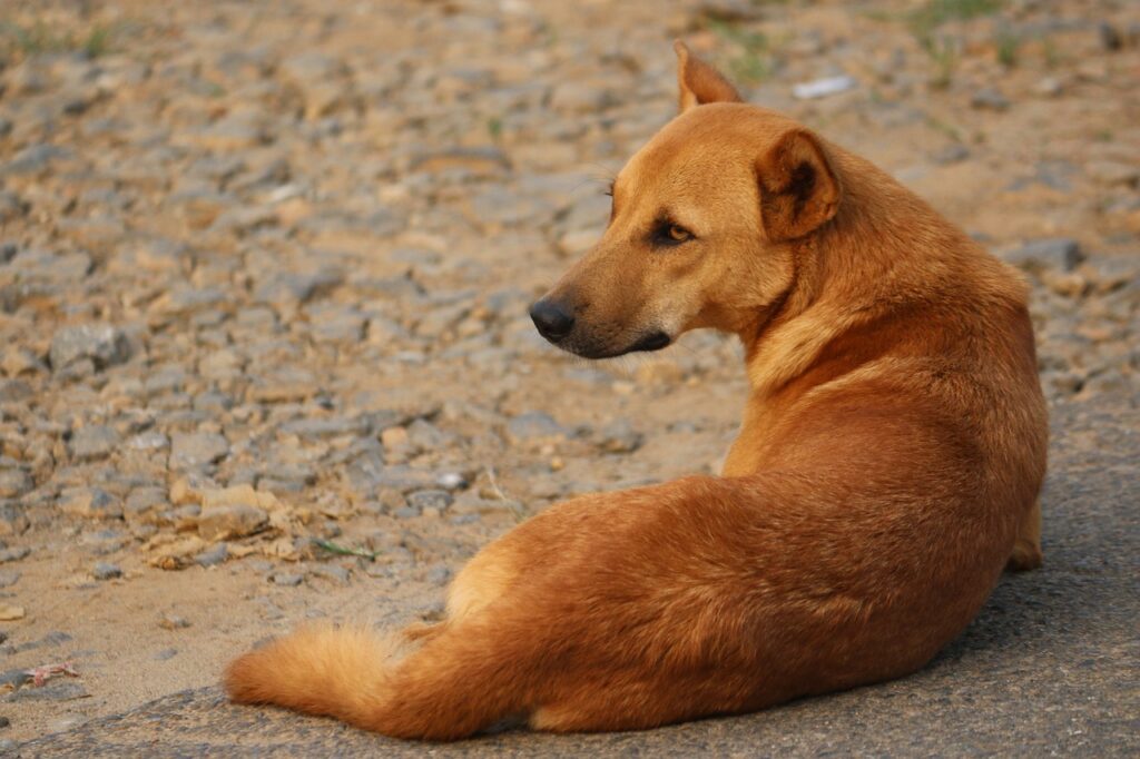 stray dog, dog, animal-4075095.jpg